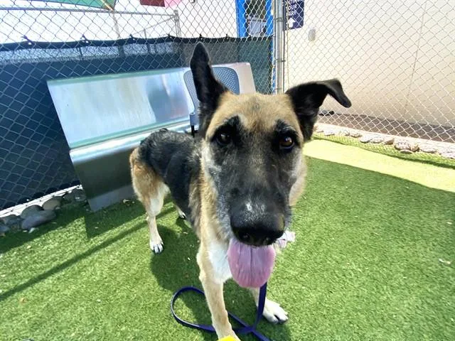An adult large-sized female German Shepherd Dog dog named Cheyenne for adoption in Phoenix, AZ