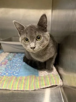 An adult medium-sized female Domestic Short Hair cat named Button for adoption in Lafayette, IN