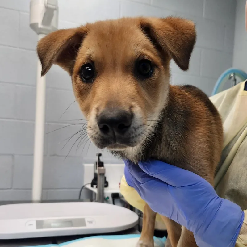 Lumpy Space Princess