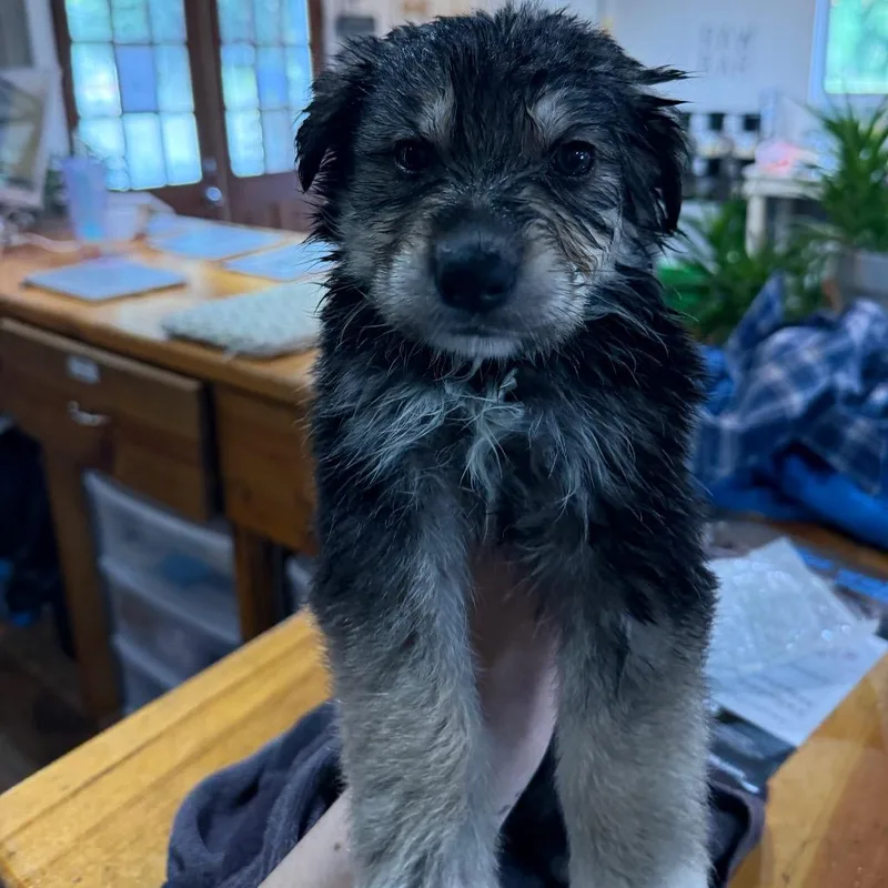 Victoria thumbnail 2