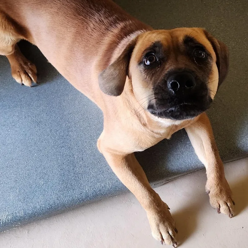 An adult medium-sized female Tricolor (Brown, Black, & White) Hound dog named Jodie for adoption in Danville, VA