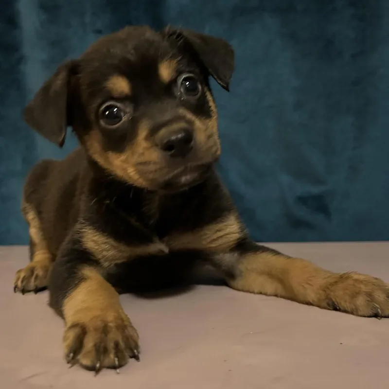 A baby small-sized female Black Rottweiler dog named Moon Pie for adoption in San Antonio, TX