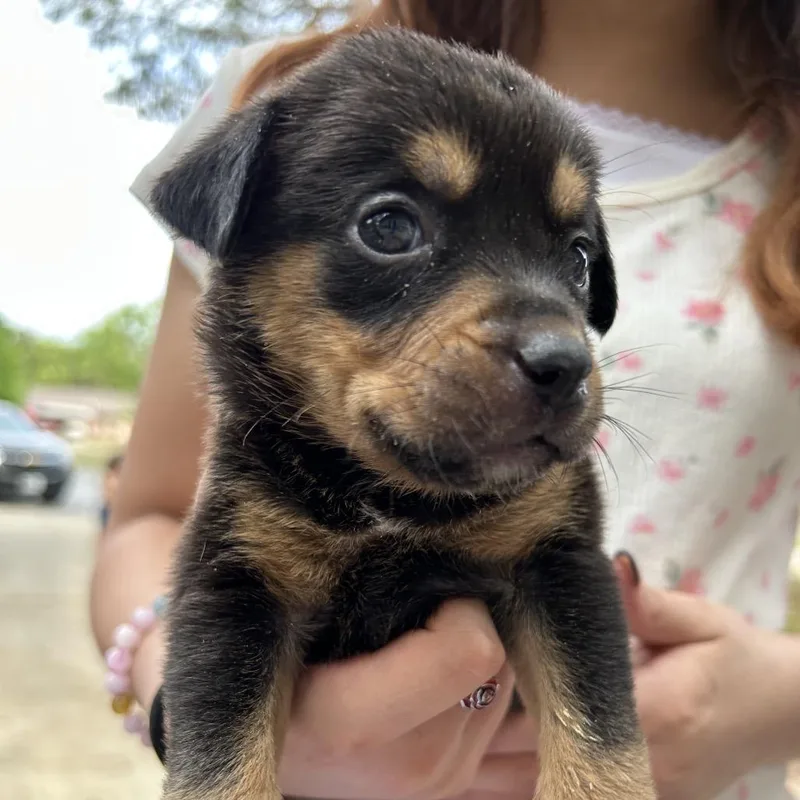 Moon Pie thumbnail 2