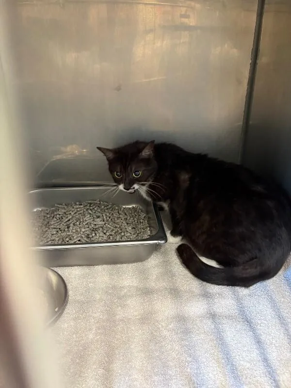 An adult medium-sized female Black & White / Tuxedo Domestic Short Hair cat named Blackie for adoption in Providence Forge, VA