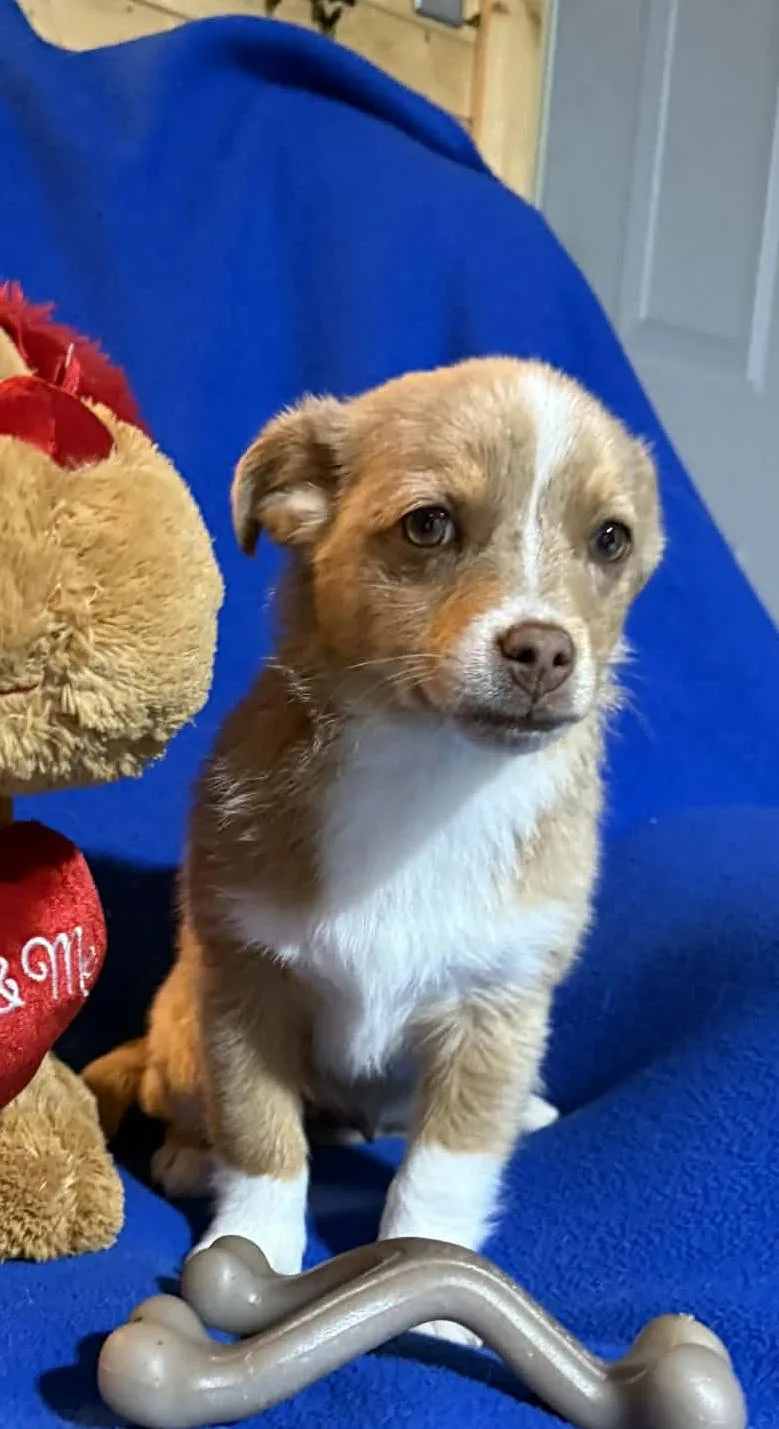 Remington thumbnail 2