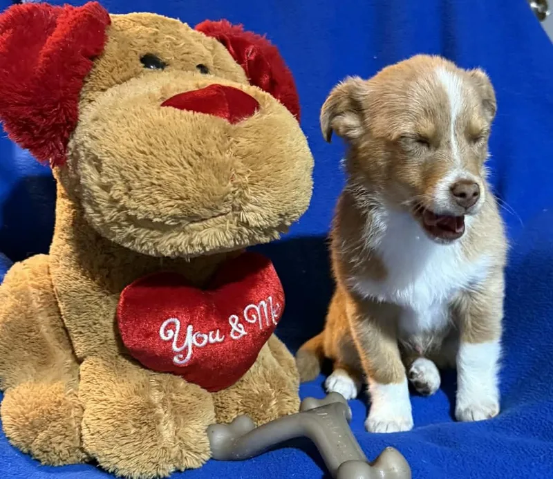 Remington thumbnail 3