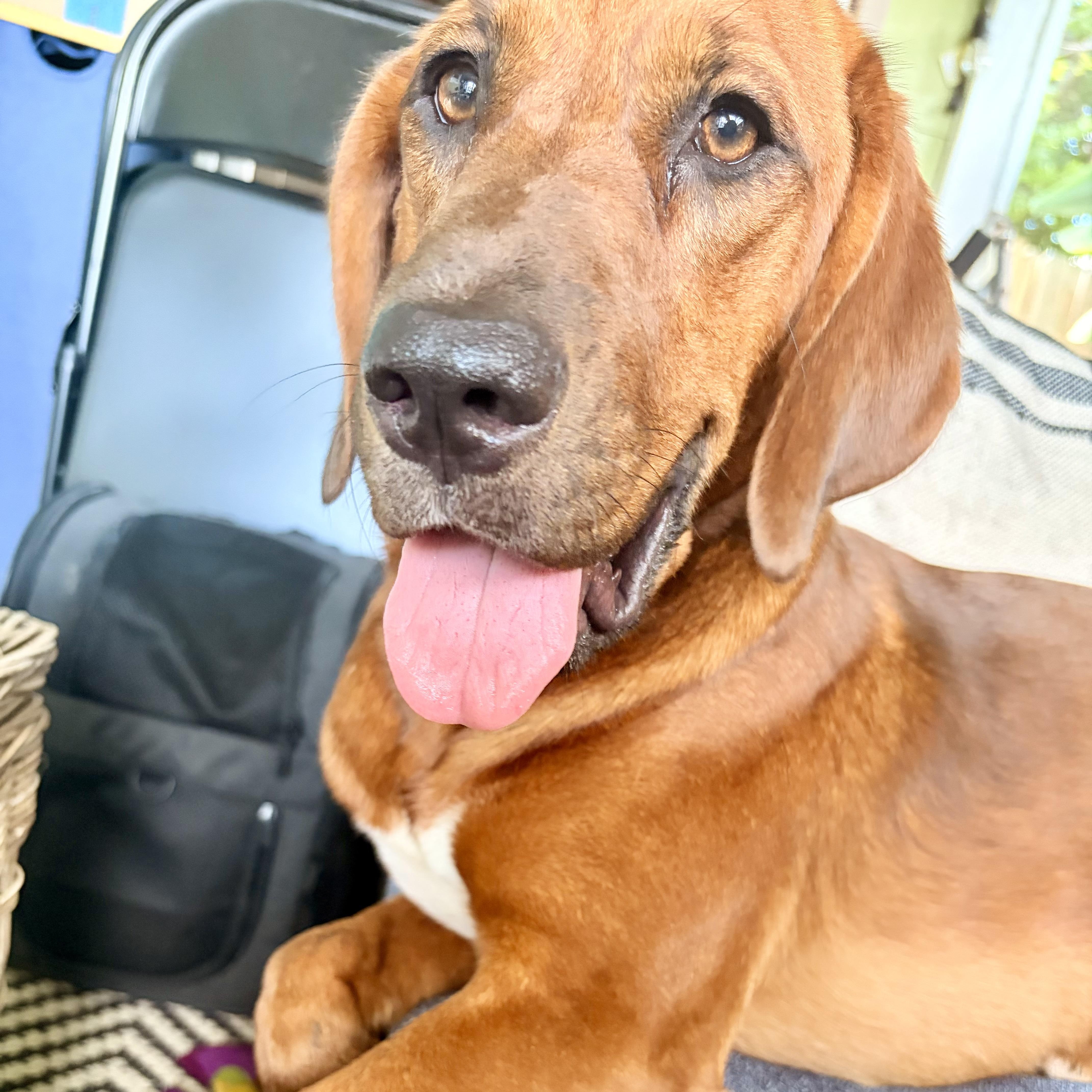 A young medium-sized male Coonhound dog named Buddy for adoption in Temple Terrace, FL