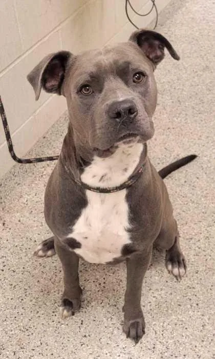 An adult large-sized male Gray / Blue / Silver Pit Bull Terrier dog named Crispin for adoption in Kansas City, MO