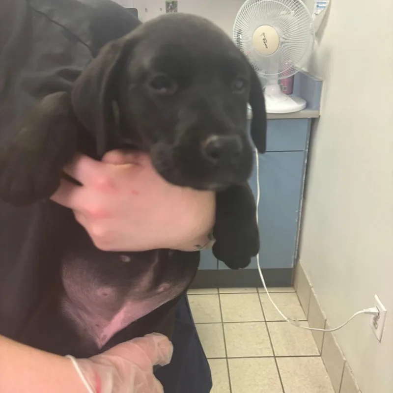 Mel King thumbnail 2