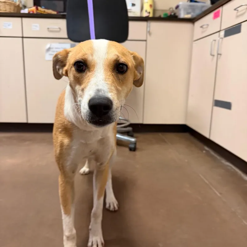 A young medium-sized female Red / Chestnut / Orange Shepherd dog named Abby for adoption in Flagstaff, AZ