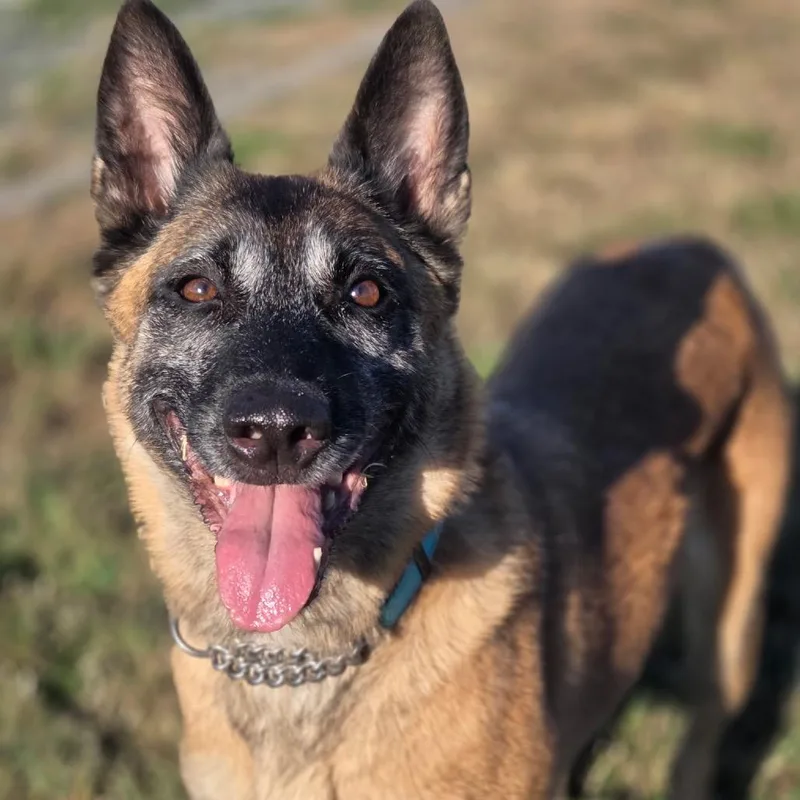 An adult large-sized female Belgian Shepherd / Malinois dog named Isabella for adoption in Port Angeles, WA