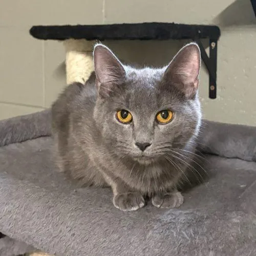 A baby medium-sized female Gray / Blue / Silver Domestic Short Hair cat named Maya for adoption in Toms River, NJ
