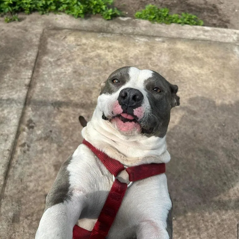 An adult medium-sized female American Staffordshire Terrier dog named Jade for adoption in Sebring, FL