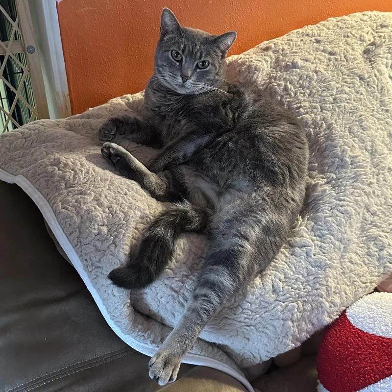 Miss Piggy thumbnail 2