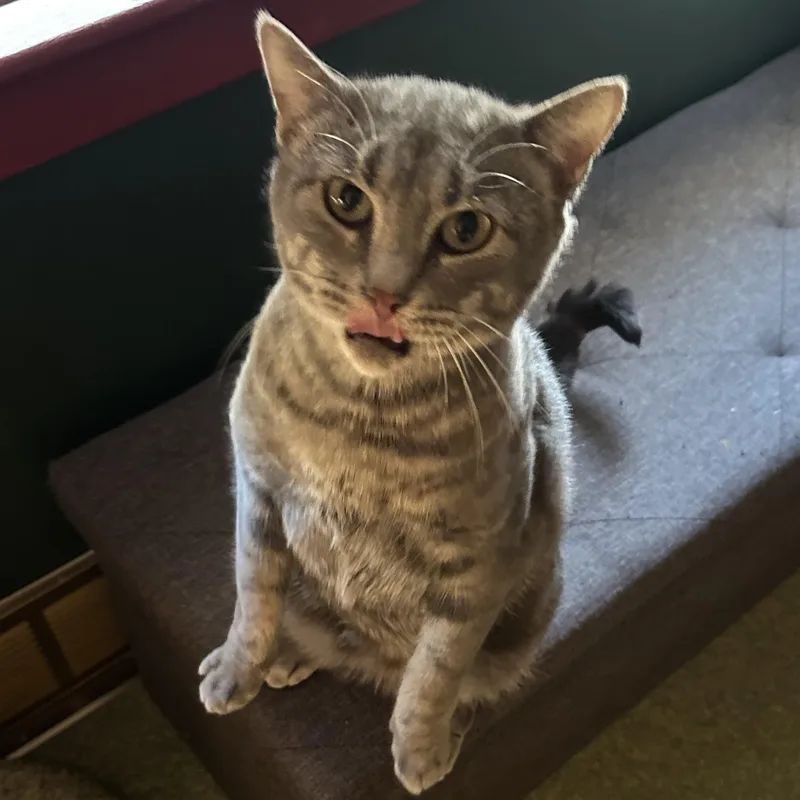 Miss Piggy thumbnail 3