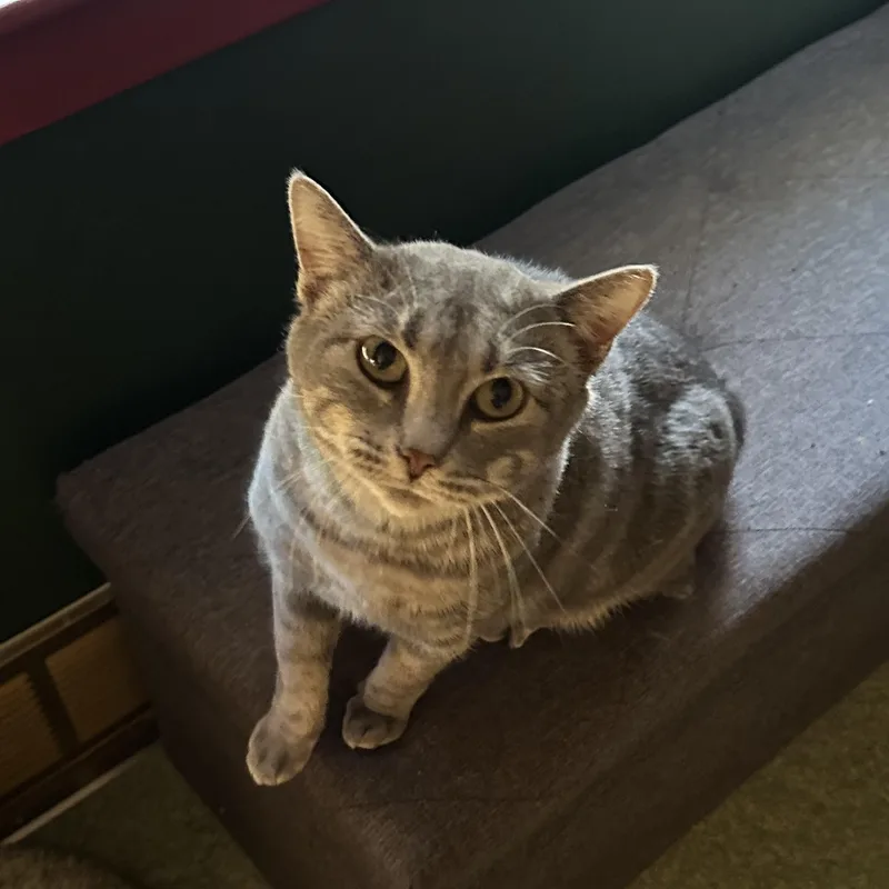 Miss Piggy thumbnail 4