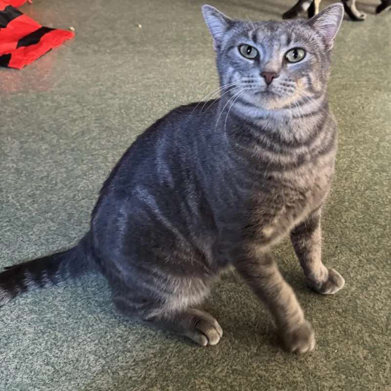 Miss Piggy thumbnail 5