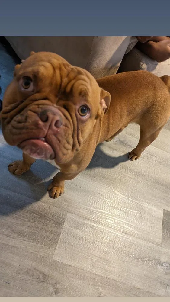 An adult medium-sized male Brown / Chocolate American Bulldog dog named Coffee for adoption in St. Petersburg, FL