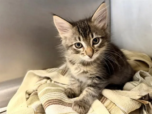 Artemis