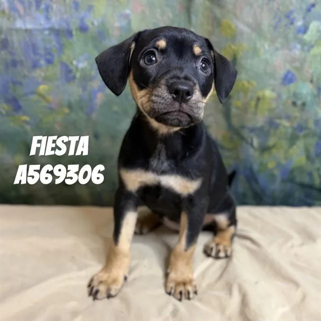 A baby medium-sized female Rottweiler dog named Fiesta for adoption in Huntsville, AL