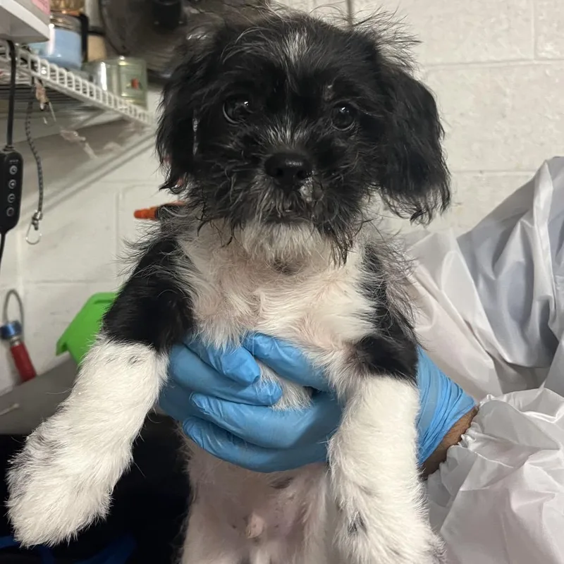 A baby small-sized male Black Shih Tzu dog named Einstein for adoption in Edinburg, TX