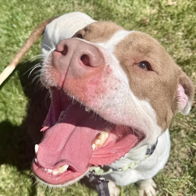 An adult large-sized male White / Cream Pit Bull Terrier dog named Morse K for adoption in Union, MO