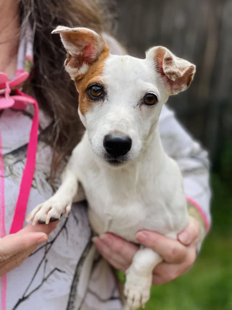 Piper