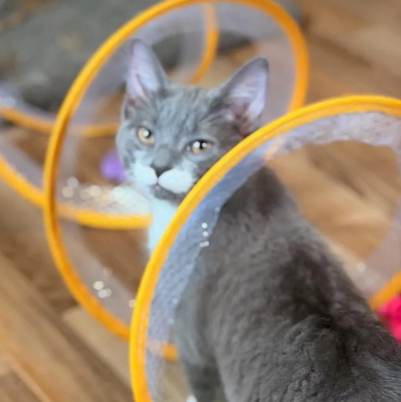 A baby medium-sized male Domestic Short Hair cat named Stash for adoption in Honeoye, NY