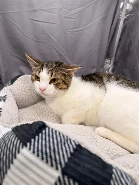 An adult medium-sized male Domestic Short Hair cat named Alf for adoption in Appling, GA