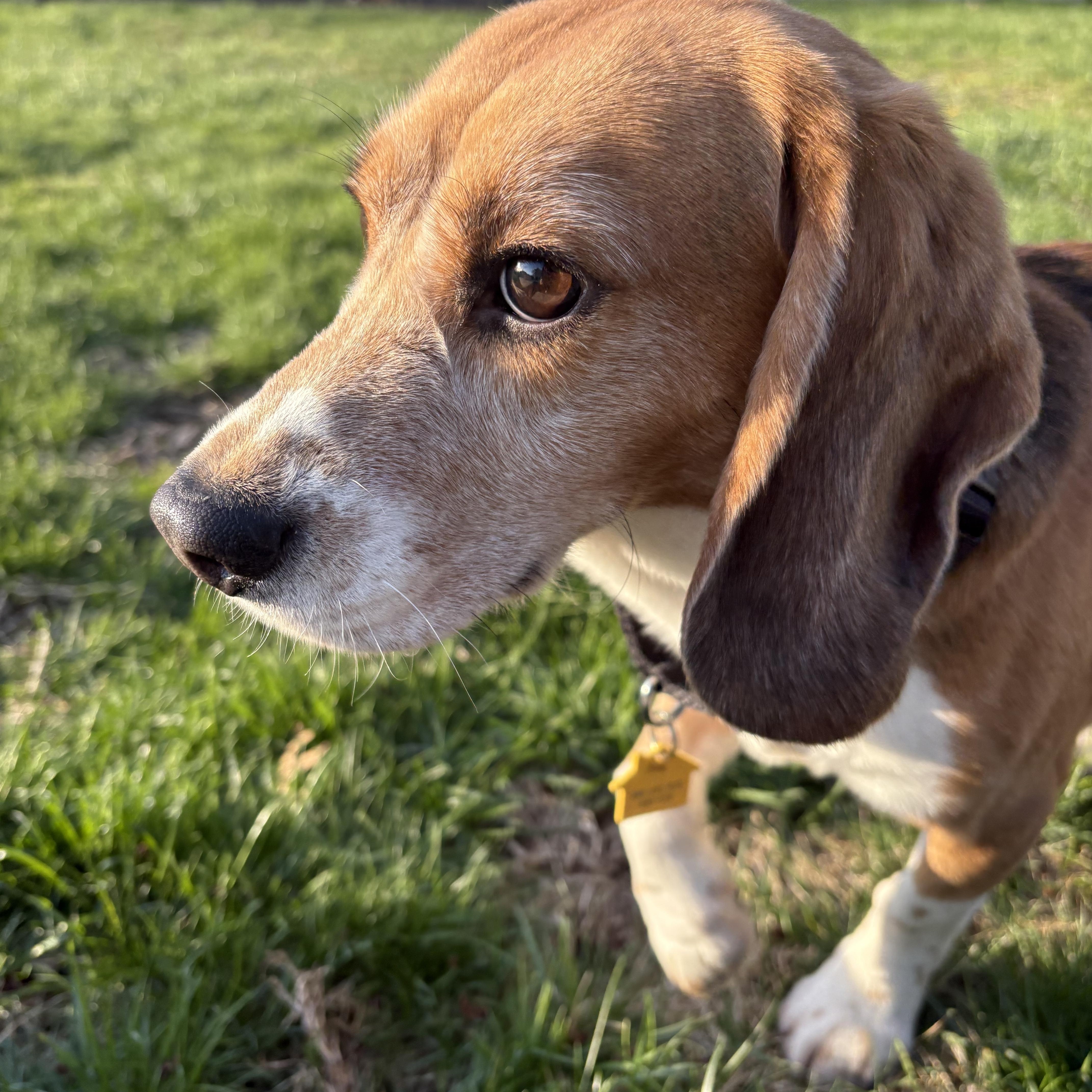 An adult medium-sized male Tricolor (Brown, Black, & White) Beagle dog named Joe for adoption in South Plainfield, NJ