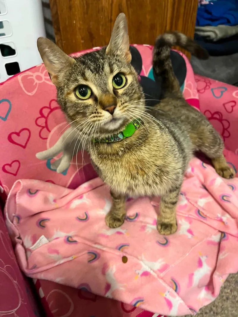 A young medium-sized female Domestic Short Hair cat named Tabitha for adoption in Warren, OH
