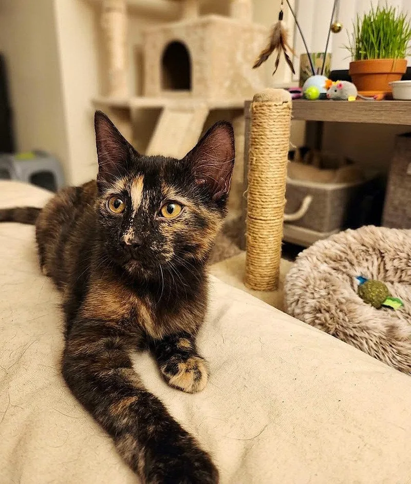 A baby medium-sized female Tortoiseshell cat named Moxie for adoption in Fort Myers, FL