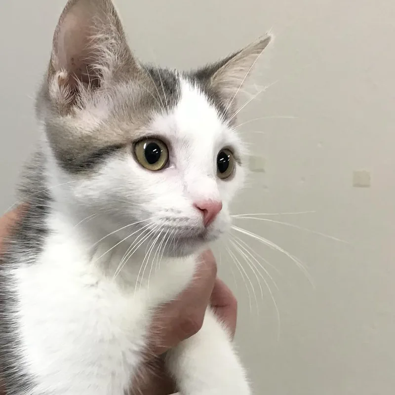 A baby small-sized male Gray / Blue / Silver Domestic Short Hair cat named Grady for adoption in Los Angeles, CA