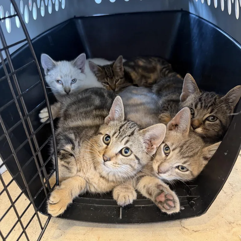 A baby medium-sized female Tabby (Brown / Chocolate) Domestic Short Hair cat named Tagalong for adoption in Chattanooga, TN