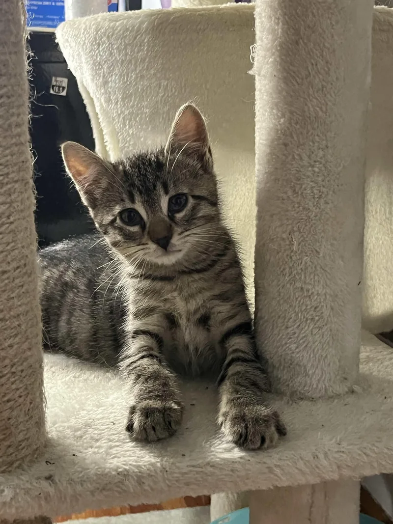 A baby small-sized female Tabby (Brown / Chocolate) Domestic Short Hair cat named Moon for adoption in Weehawken, NJ