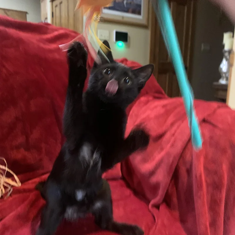 A baby medium-sized male Black Domestic Short Hair cat named Percy for adoption in Alexandria, LA