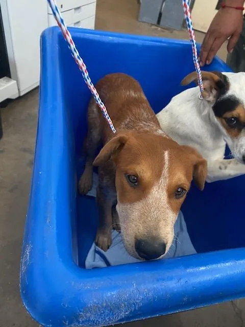 A baby medium-sized male Mixed Breed dog named Micheal for adoption in Dallas, TX