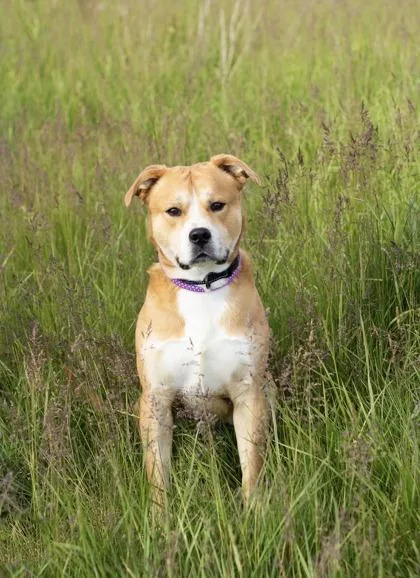 A young large-sized male White / Cream Mixed Breed dog named Toffee for adoption in Hamilton, OH