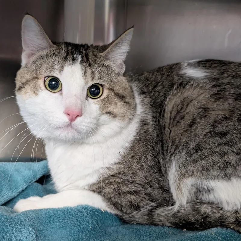 A young large-sized male Gray / Blue / Silver Domestic Medium Hair cat named Duke for adoption in Buffalo, WY