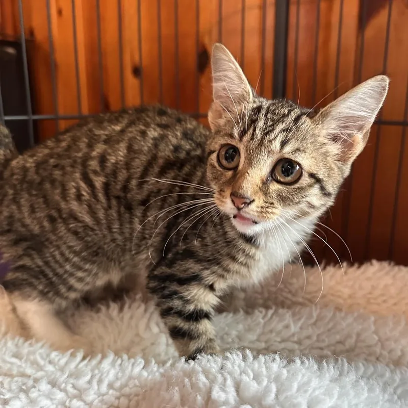 A baby small-sized female Brown / Chocolate Domestic Short Hair cat named Caviar for adoption in Rocky Mount, VA