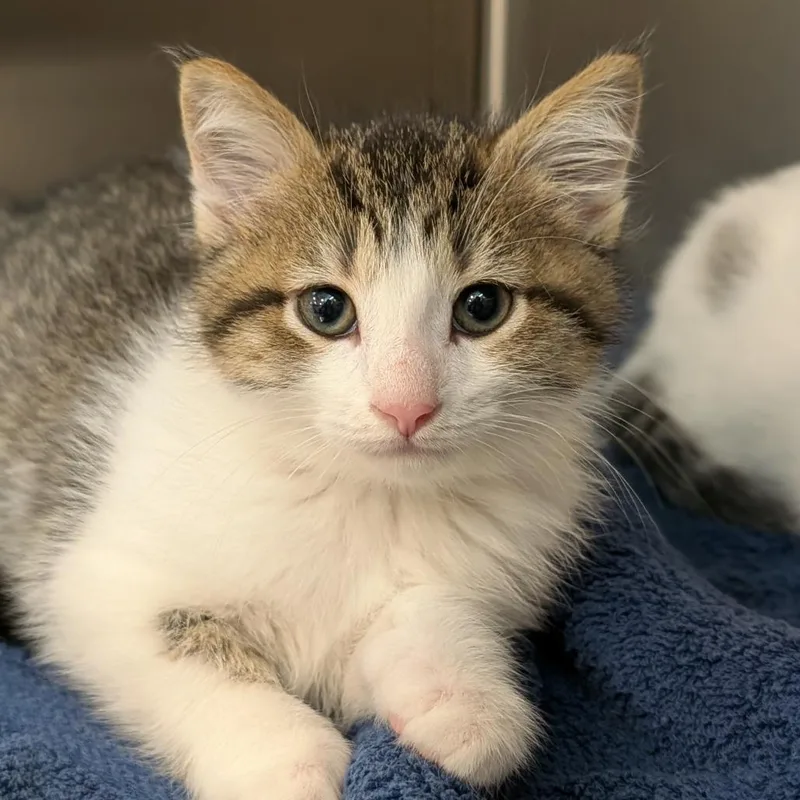 A baby small-sized male Brown / Chocolate Domestic Short Hair cat named Crab Rangoon for adoption in Washington Township, OH
