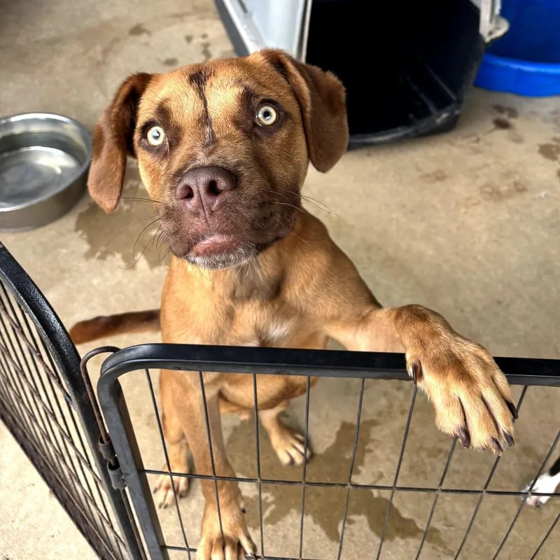 An adult medium-sized male Brown / Chocolate Mixed Breed dog named Rocko for adoption in Hinesville, GA