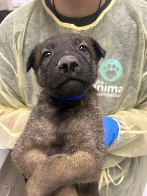 A baby small-sized male Belgian Shepherd / Malinois dog named George for adoption in Las Vegas, NV