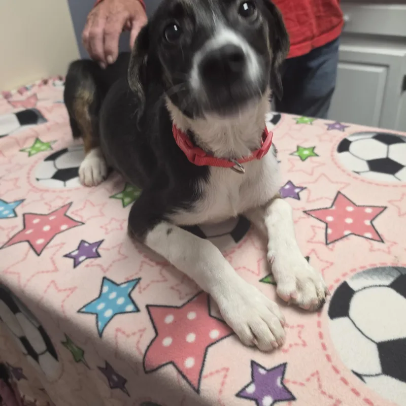 A baby medium-sized female Labrador Retriever dog named Pupperella for adoption in Lacona, NY