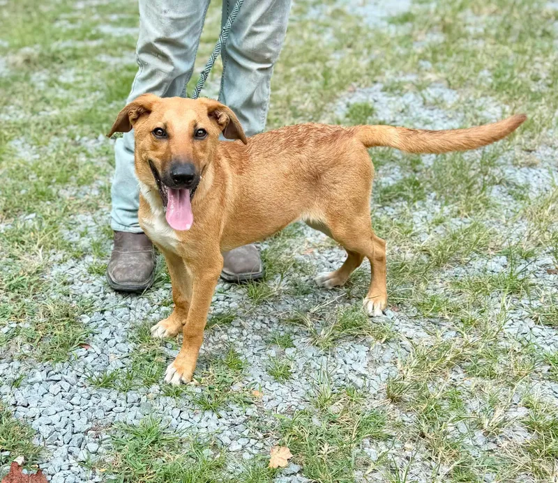 A young medium-sized male Mixed Breed dog named Prist for adoption in Elizabethtown, NC
