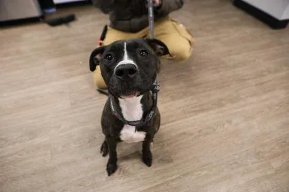 An adult medium-sized female Mixed Breed dog named Fruits for adoption in West Chester, PA
