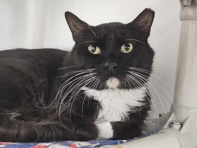 A young medium-sized male Domestic Long Hair cat named Debbo for adoption in Albuquerque, NM