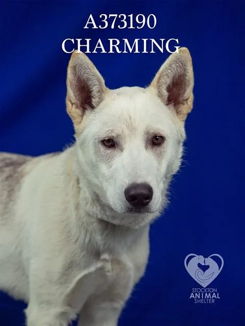 A young medium-sized male German Shepherd Dog dog named Charming for adoption in Stockton, CA