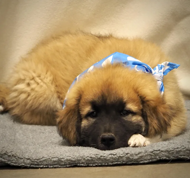 A baby extra large-sized male Great Pyrenees dog named Bananagram for adoption in Buena Vista, CO