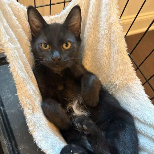 Solo thumbnail 3